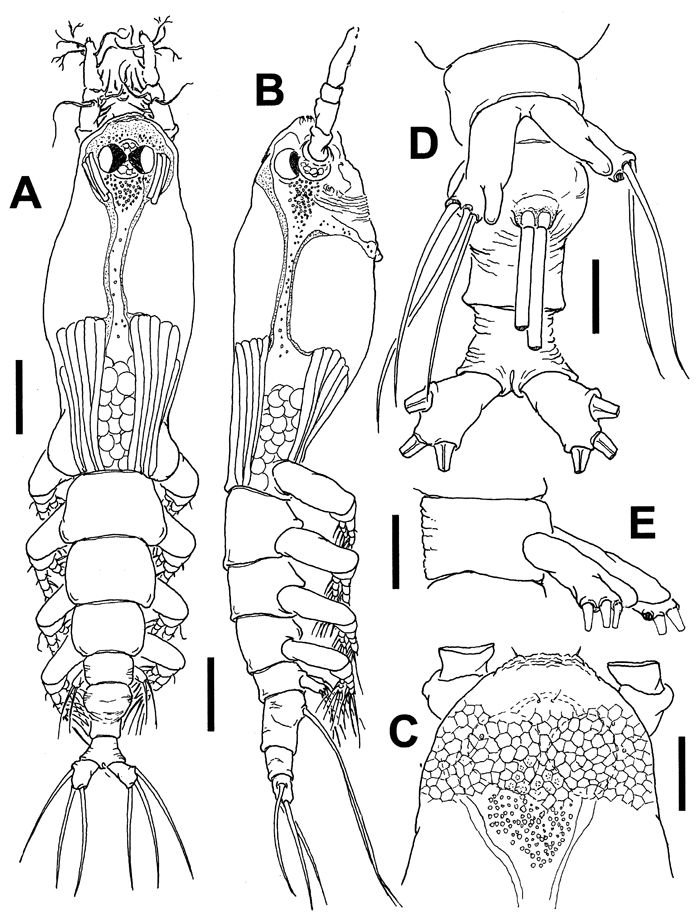 Species Cymbasoma apicale - Plate 1 of morphological figures