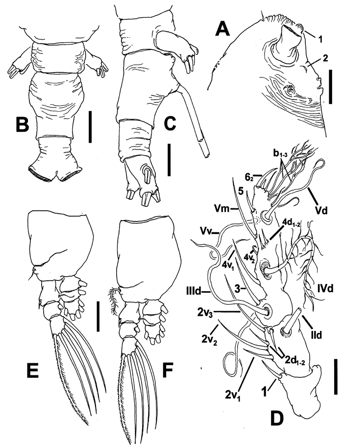 Species Cymbasoma apicale - Plate 2 of morphological figures