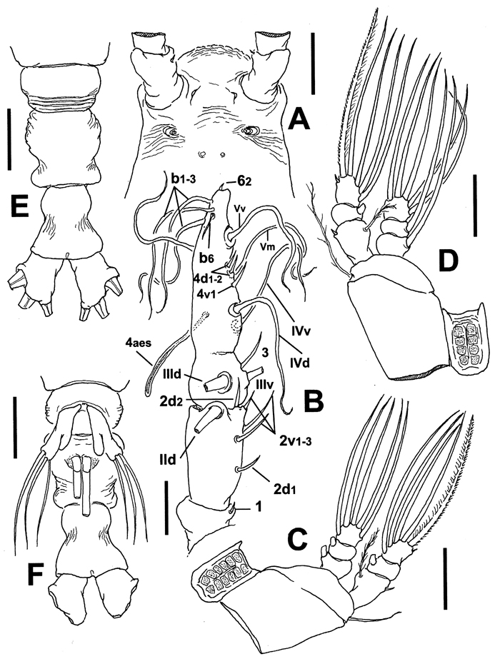 Espèce Cymbasoma constrictum - Planche 2 de figures morphologiques
