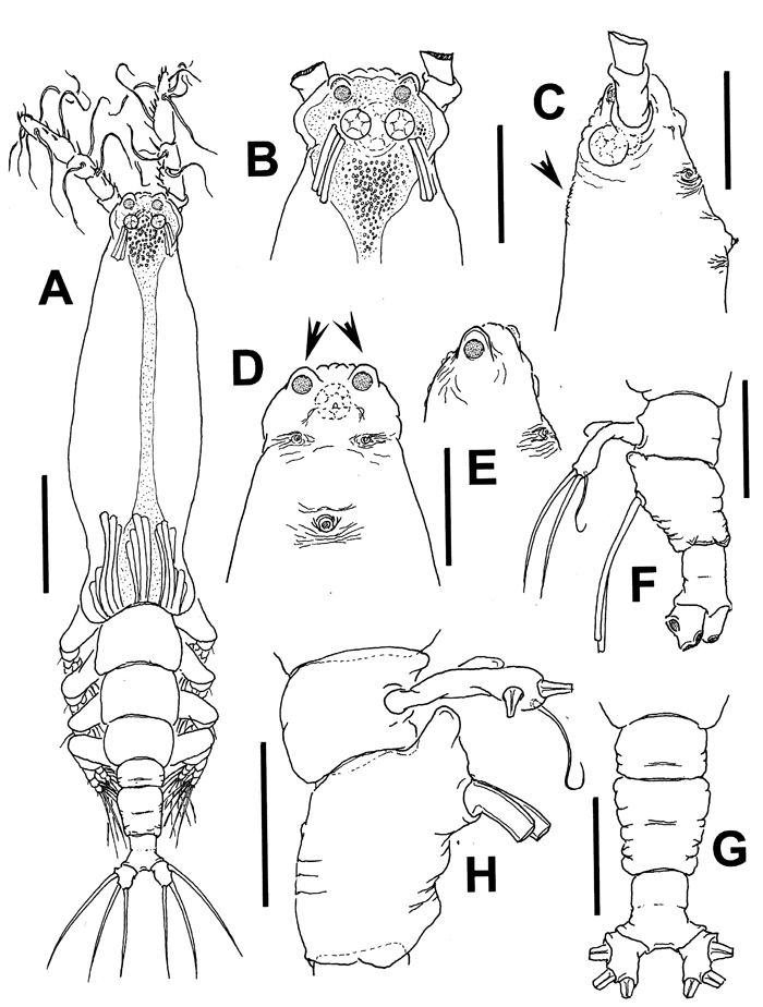 Espèce Cymbasoma lenticula - Planche 1 de figures morphologiques