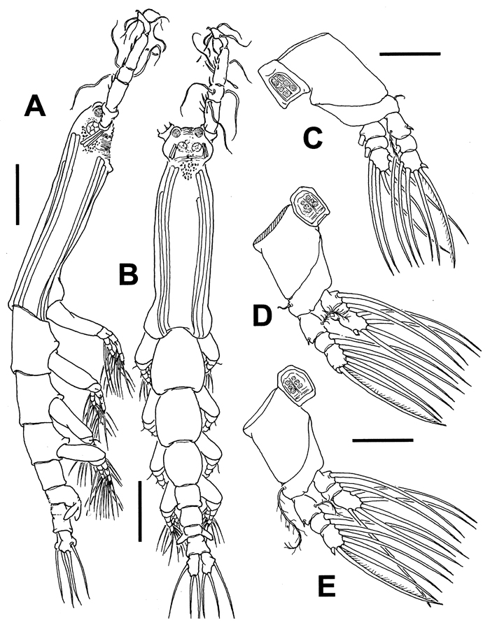 Species Cymbasoma lenticula - Plate 4 of morphological figures
