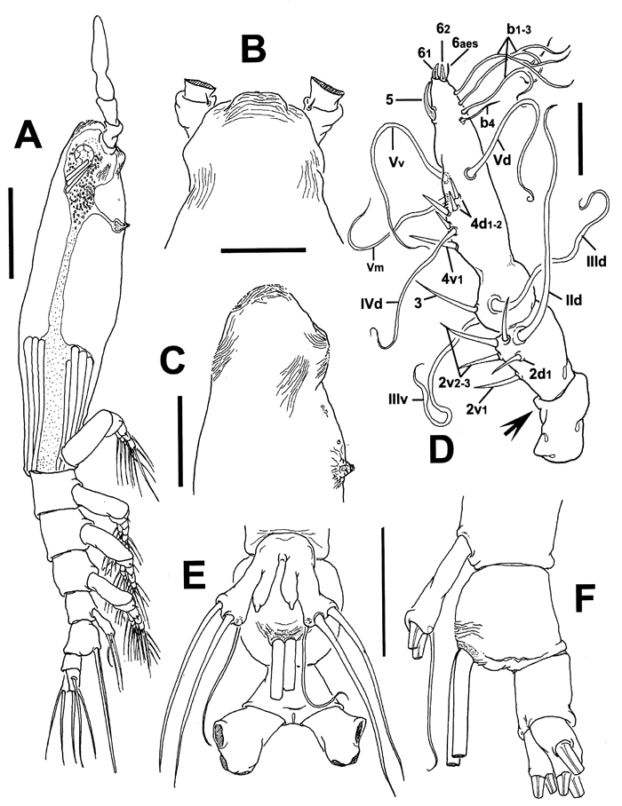 Espce Cymbasoma buckleyi - Planche 1 de figures morphologiques