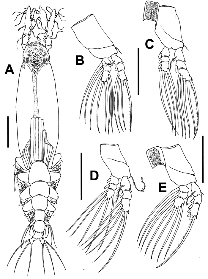 Species Cymbasoma buckleyi - Plate 2 of morphological figures
