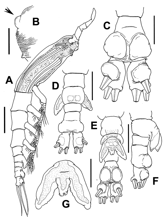 Espèce Cymbasoma marioeduardoi - Planche 1 de figures morphologiques