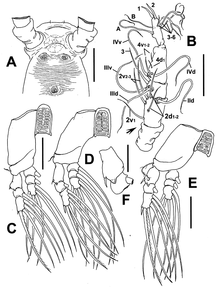 Espèce Cymbasoma marioeduardoi - Planche 2 de figures morphologiques