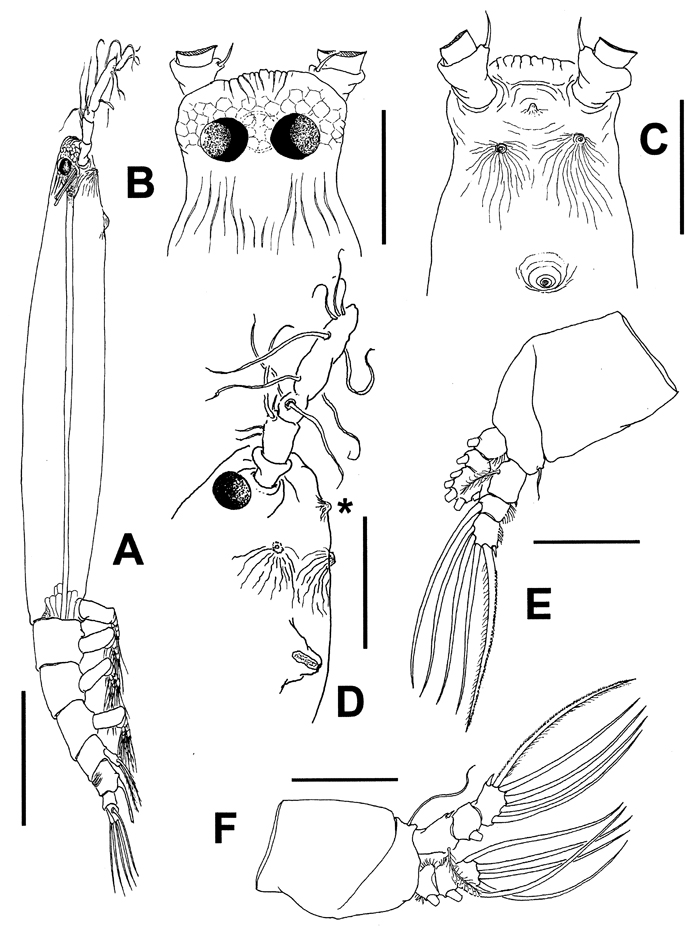 Espce Cymbasoma jinigudira - Planche 1 de figures morphologiques