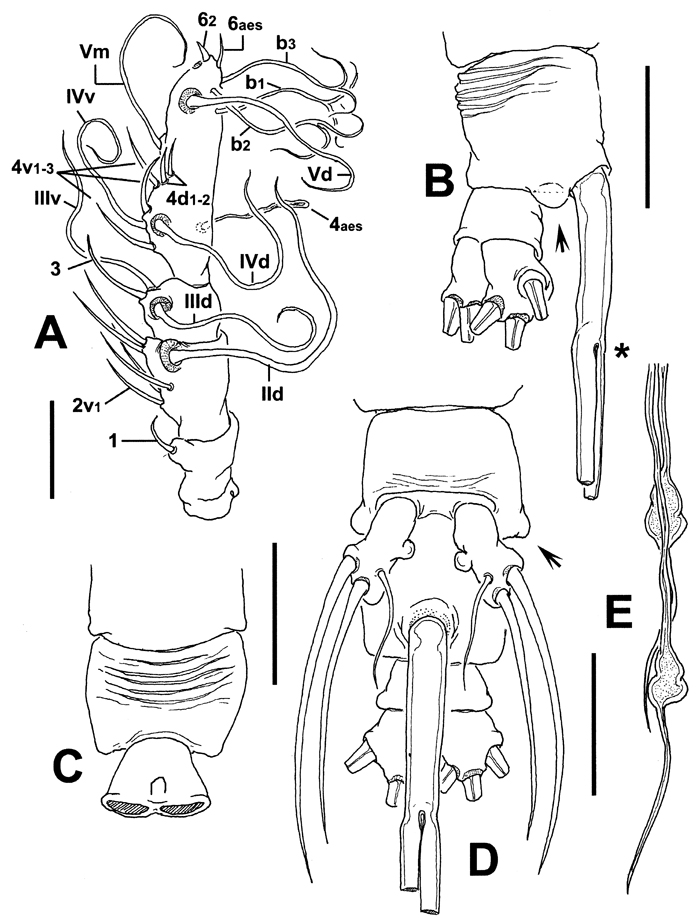 Espèce Cymbasoma jinigudira - Planche 2 de figures morphologiques