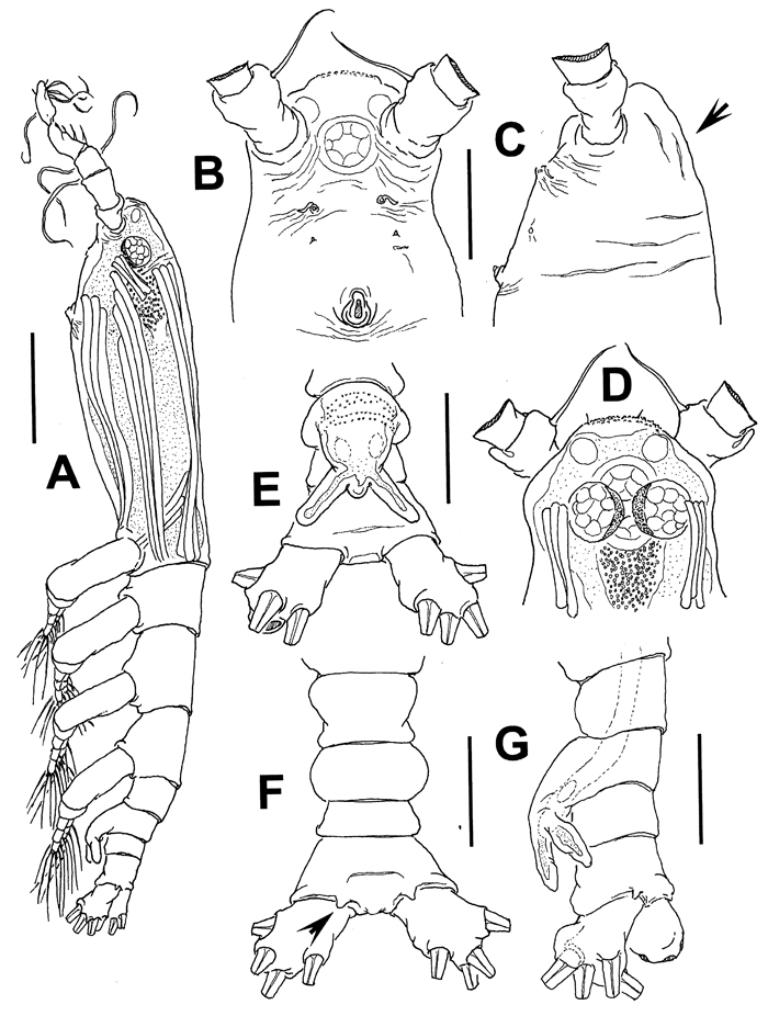 Espèce Cymbasoma jinigudira - Planche 4 de figures morphologiques