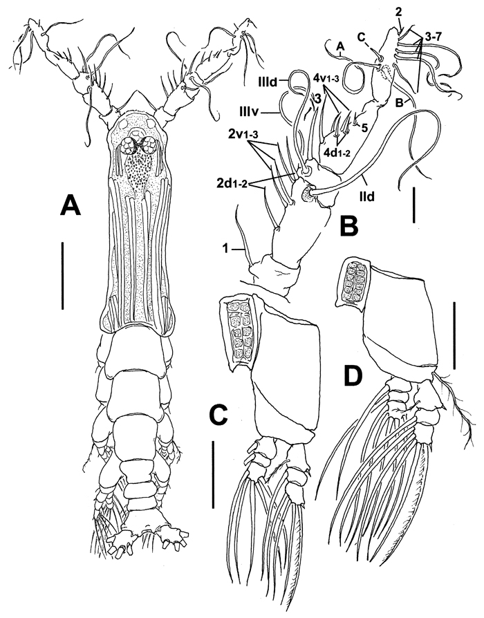 Espèce Cymbasoma jinigudira - Planche 5 de figures morphologiques