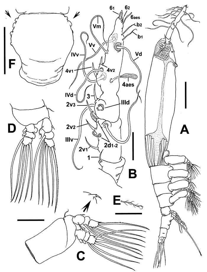 Species Cymbasoma fergusoni - Plate 1 of morphological figures