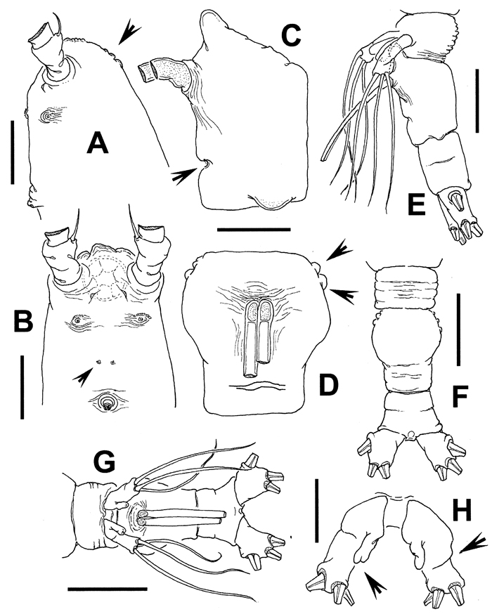 Species Cymbasoma fergusoni - Plate 2 of morphological figures