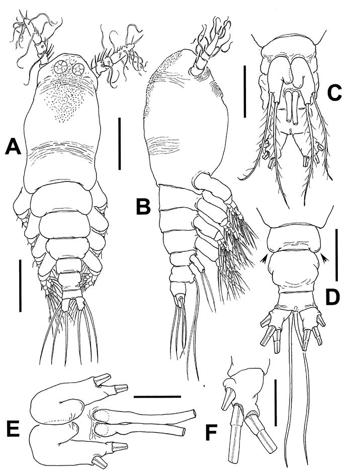 Species Cymbasoma agoense - Plate 1 of morphological figures