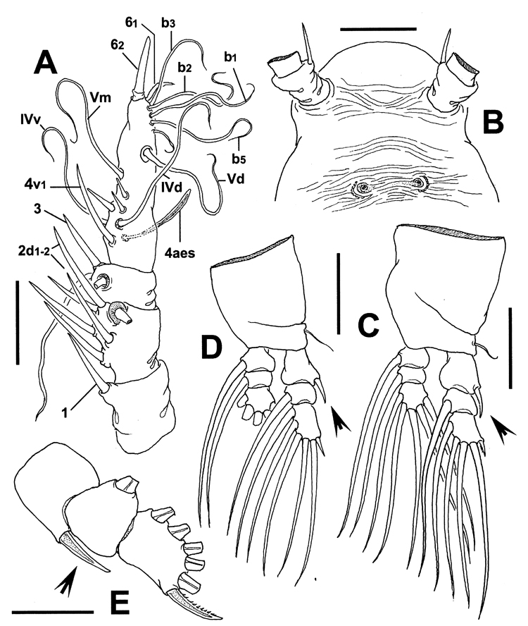 Species Cymbasoma agoense - Plate 2 of morphological figures