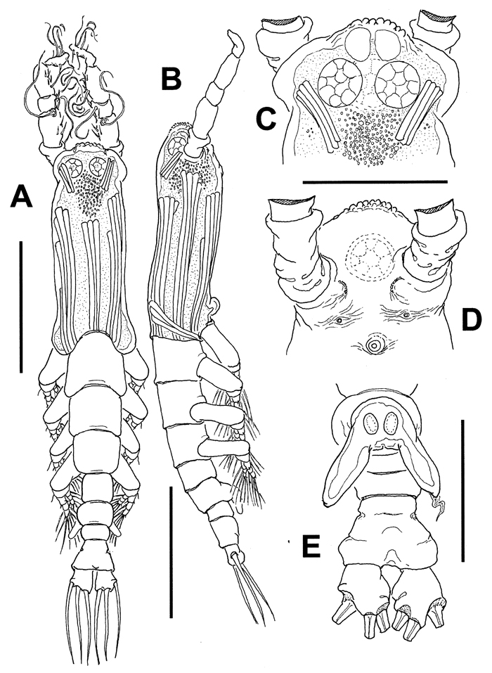 Espèce Cymbasoma leighrandalli - Planche 1 de figures morphologiques