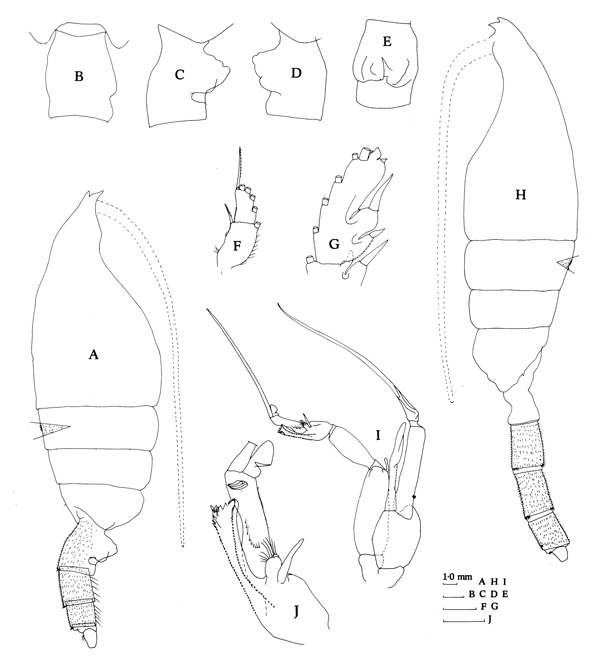 Espce Euchaeta rimana - Planche 3 de figures morphologiques