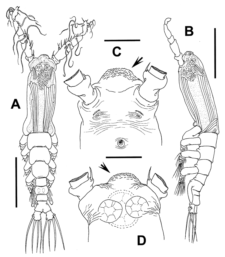Espèce Cymbasoma clairejoanae - Planche 1 de figures morphologiques