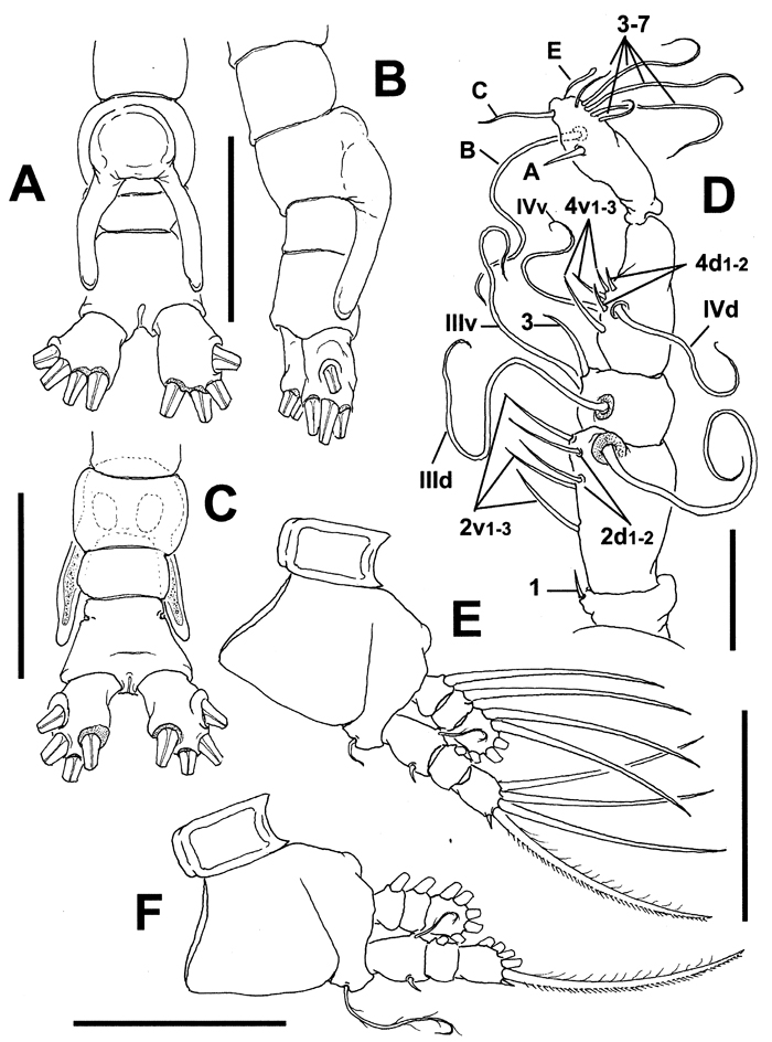 Espèce Cymbasoma clairejoanae - Planche 2 de figures morphologiques