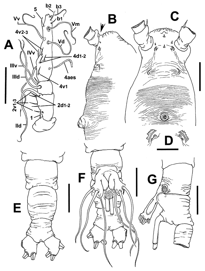 Espèce Cymbasoma tranteri - Planche 1 de figures morphologiques