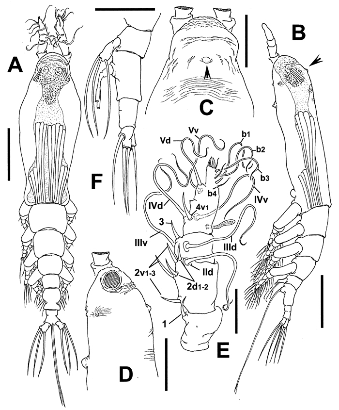 Espèce Cymbasoma paraconstrictum - Planche 1 de figures morphologiques