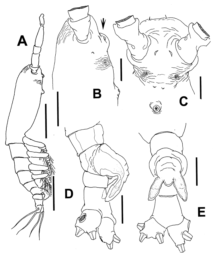 Espèce Cymbasoma strzeleckii - Planche 1 de figures morphologiques