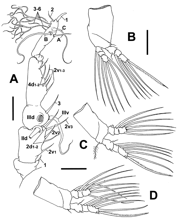 Espèce Cymbasoma strzeleckii - Planche 2 de figures morphologiques