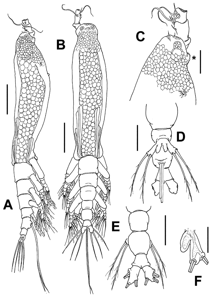 Espèce Cymbasoma sp. - Planche 1 de figures morphologiques