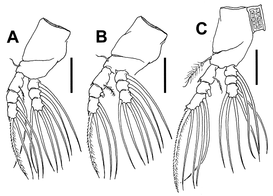 Espèce Cymbasoma sp. - Planche 2 de figures morphologiques