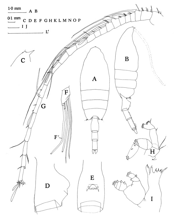 Species Paraeuchaeta biloba - Plate 3 of morphological figures