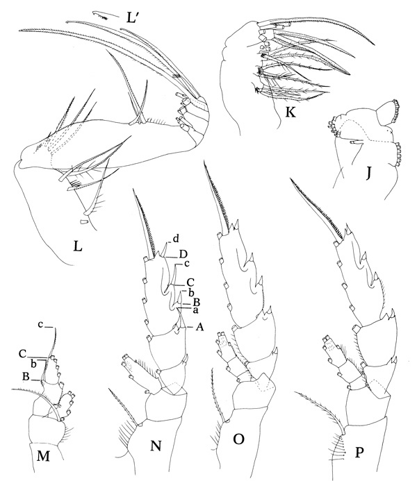 Species Paraeuchaeta biloba - Plate 4 of morphological figures