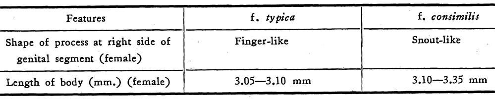 Espce Euchaeta concinna - Planche 34 de figures morphologiques
