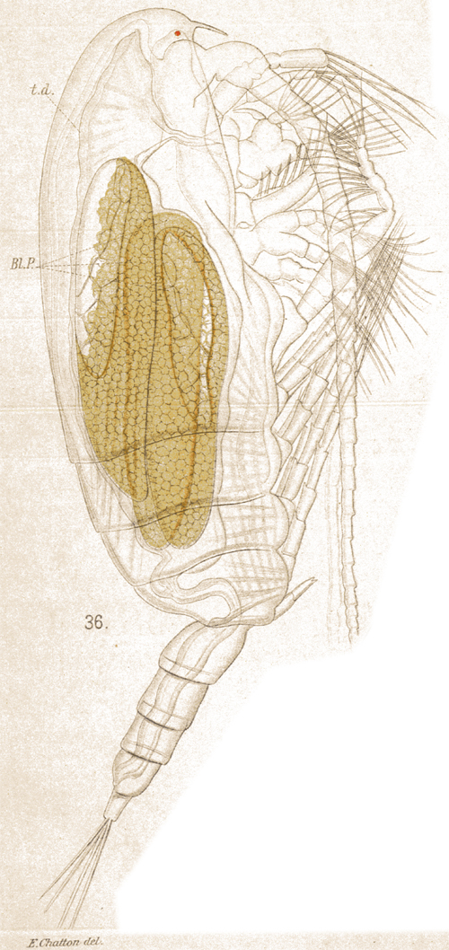 Espèce Clausocalanus arcuicornis - Planche 29 de figures morphologiques