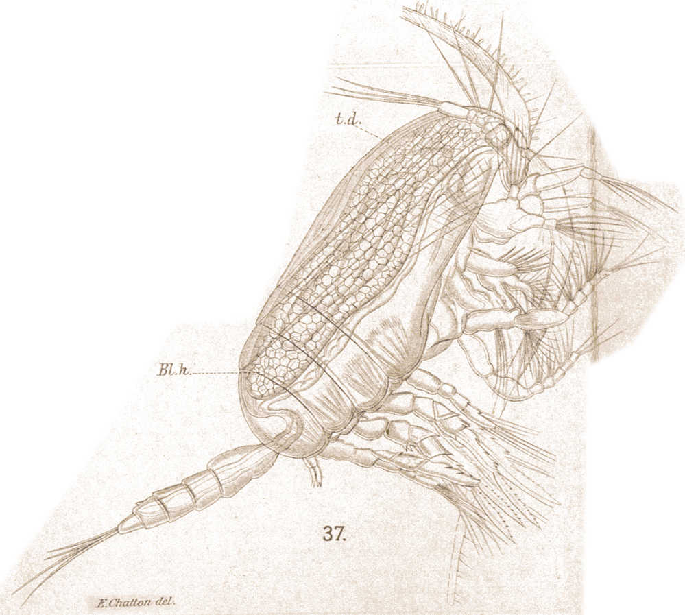 Espèce Clausocalanus furcatus - Planche 26 de figures morphologiques