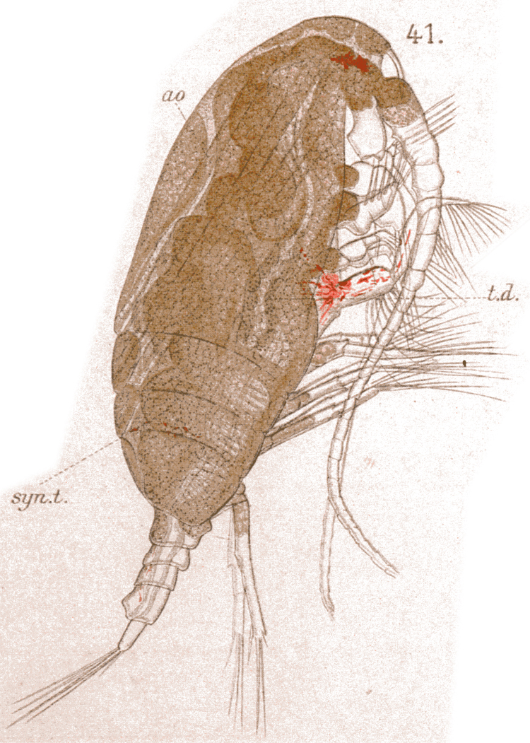 Espce Paracalanus parvus - Planche 41 de figures morphologiques