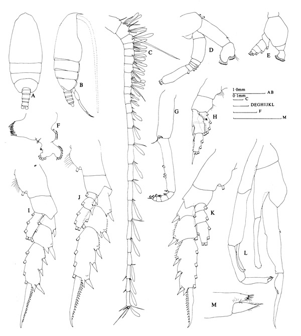 Espce Euchirella rostrata - Planche 6 de figures morphologiques