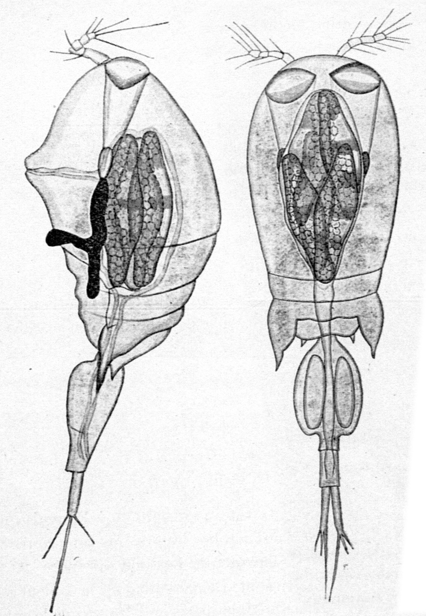 Espèce Corycaeus (Corycaeus) crassiusculus - Planche 18 de figures morphologiques