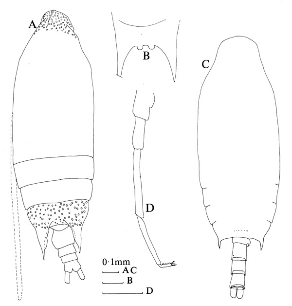 Species Aetideus acutus - Plate 2 of morphological figures