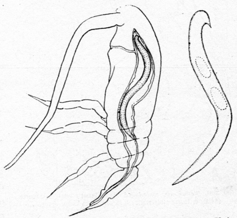 Species Paracalanus parvus - Plate 44 of morphological figures