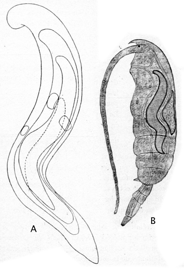 Espèce Clausocalanus furcatus - Planche 29 de figures morphologiques