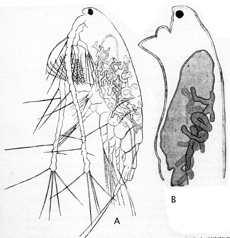 Species Acartia (Acartiura) clausi - Plate 50 of morphological figures