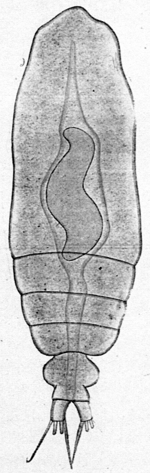 Espce Calocalanus styliremis - Planche 16 de figures morphologiques