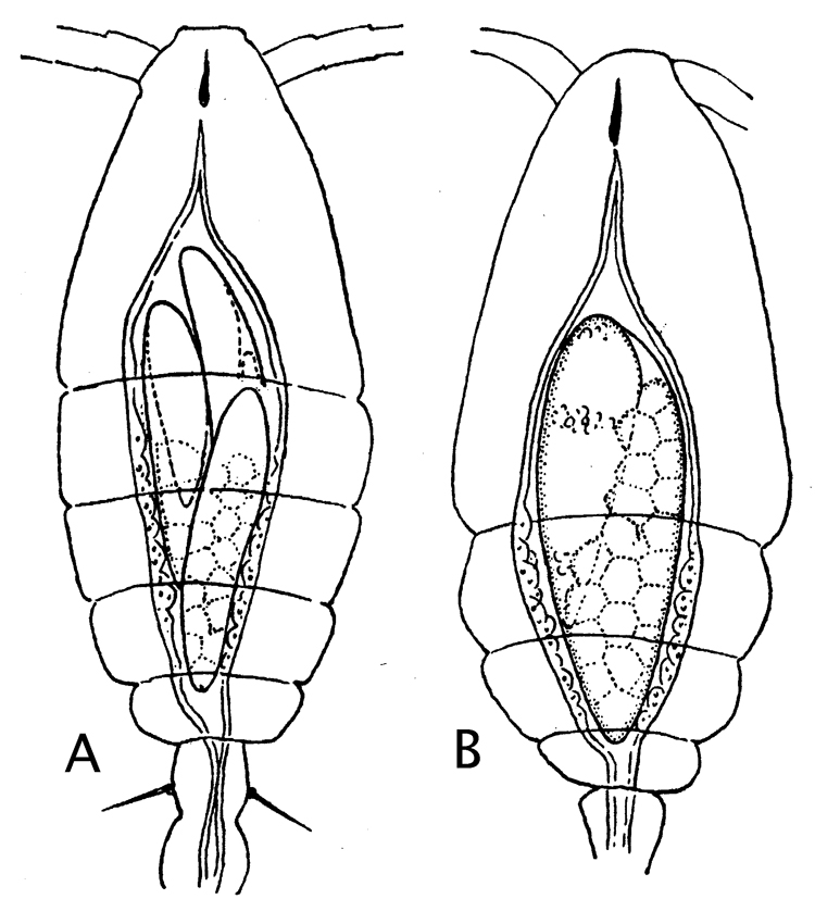 Espèce Oithona similis-Group - Planche 43 de figures morphologiques