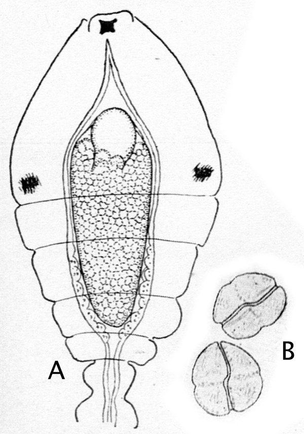Species Oithona nana - Plate 28 of morphological figures