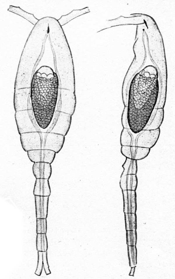 Species Oithona similis-Group - Plate 42 of morphological figures