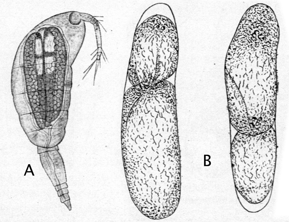 Species Oncaea media - Plate 20 of morphological figures