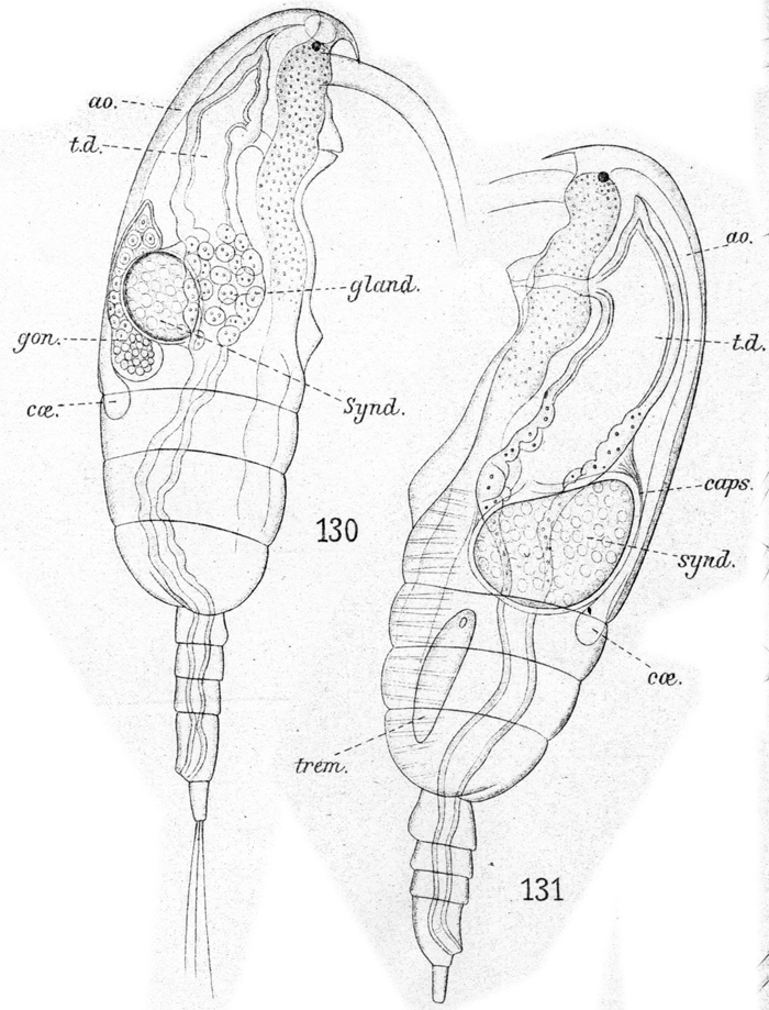 Species Paracalanus parvus - Plate 47 of morphological figures