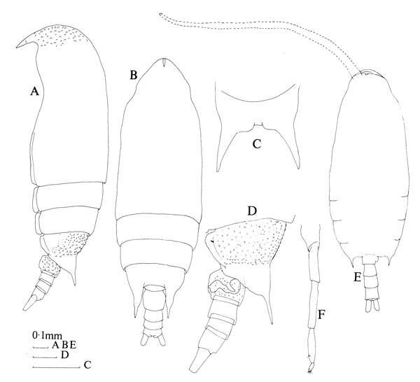 Species Aetideus giesbrechti - Plate 1 of morphological figures