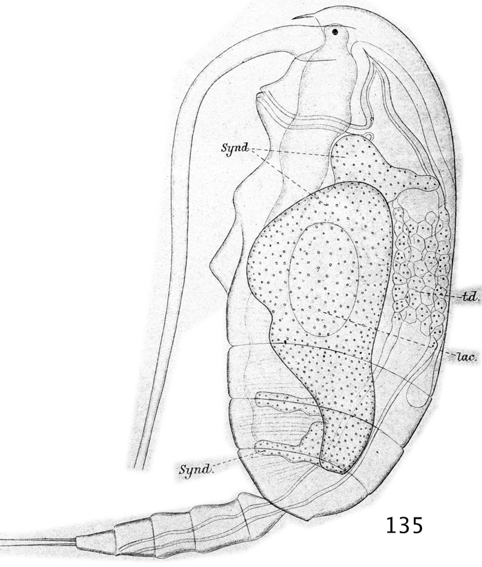 Espèce Clausocalanus arcuicornis - Planche 32 de figures morphologiques