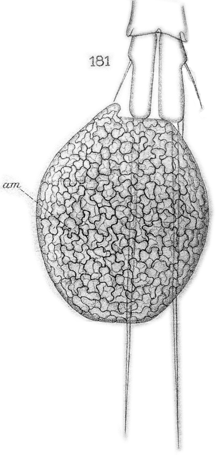 Espèce Oithona plumifera - Planche 26 de figures morphologiques