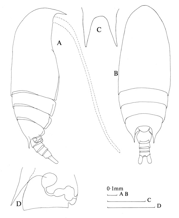 Espce Aetideus pseudarmatus - Planche 2 de figures morphologiques