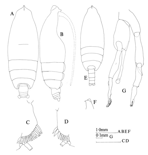 Espce Euchirella curticauda - Planche 4 de figures morphologiques